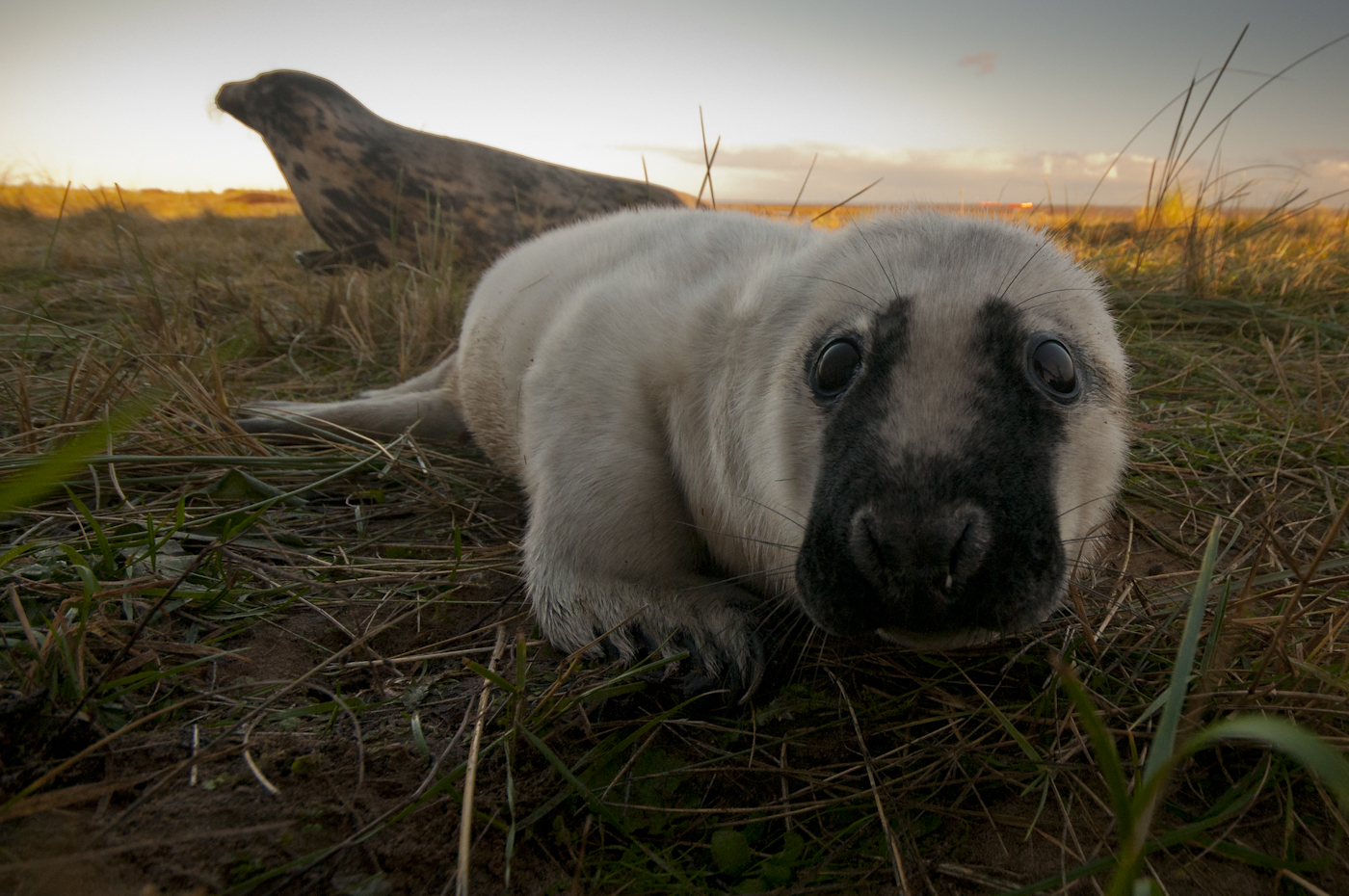 Photographed-through-a-fence-with-a-remote-cable-release-I-waited-for-this-young-seal-to-take-in-interest-in-my-camera-before-pressing-the-shutter.jpg