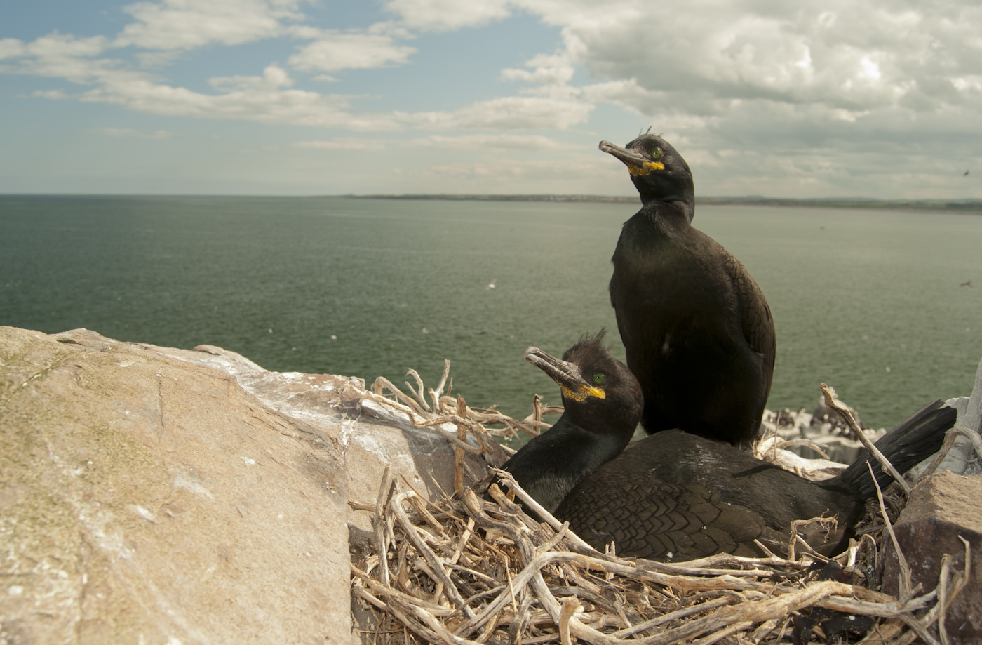 Sea-birds-are-fantastic-subjects-when-working-close-by-be-sure-to-work-quite-quickly-before-moving-on-to-reduce-disturbance.jpg