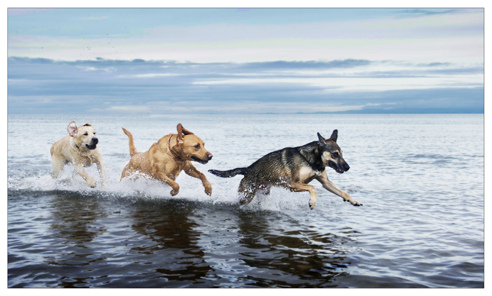 Dogs running in the sea