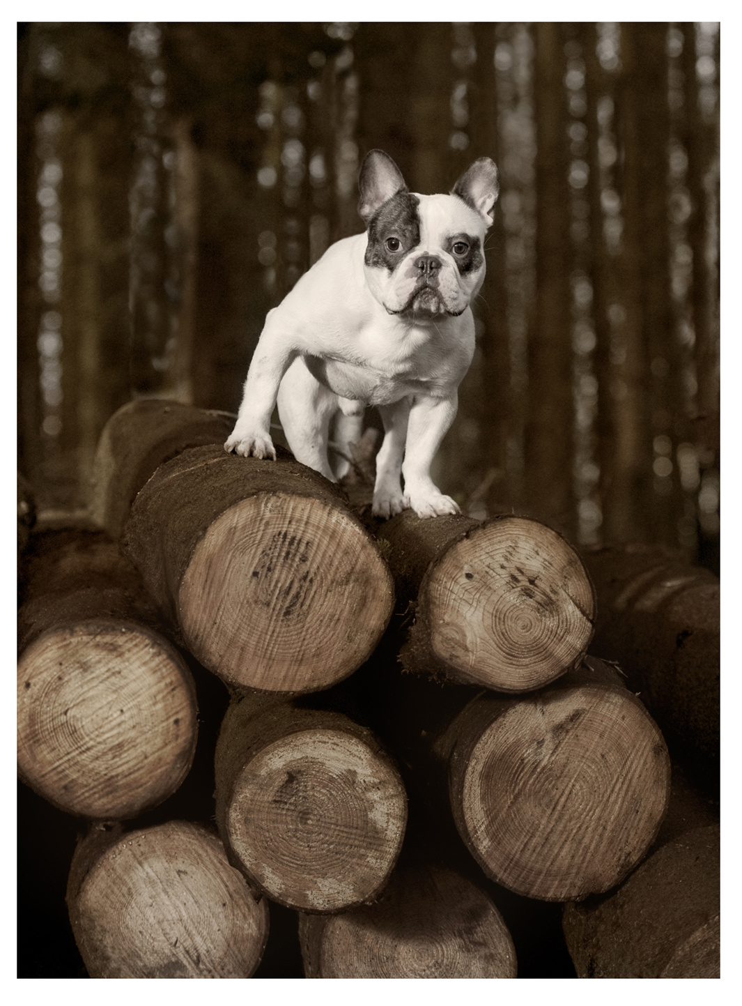 Dog on a pile of logs