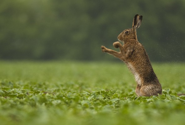 After lying in a field for 6 hours in the rain, I was finally rewarded with one of the images I had been after for many months