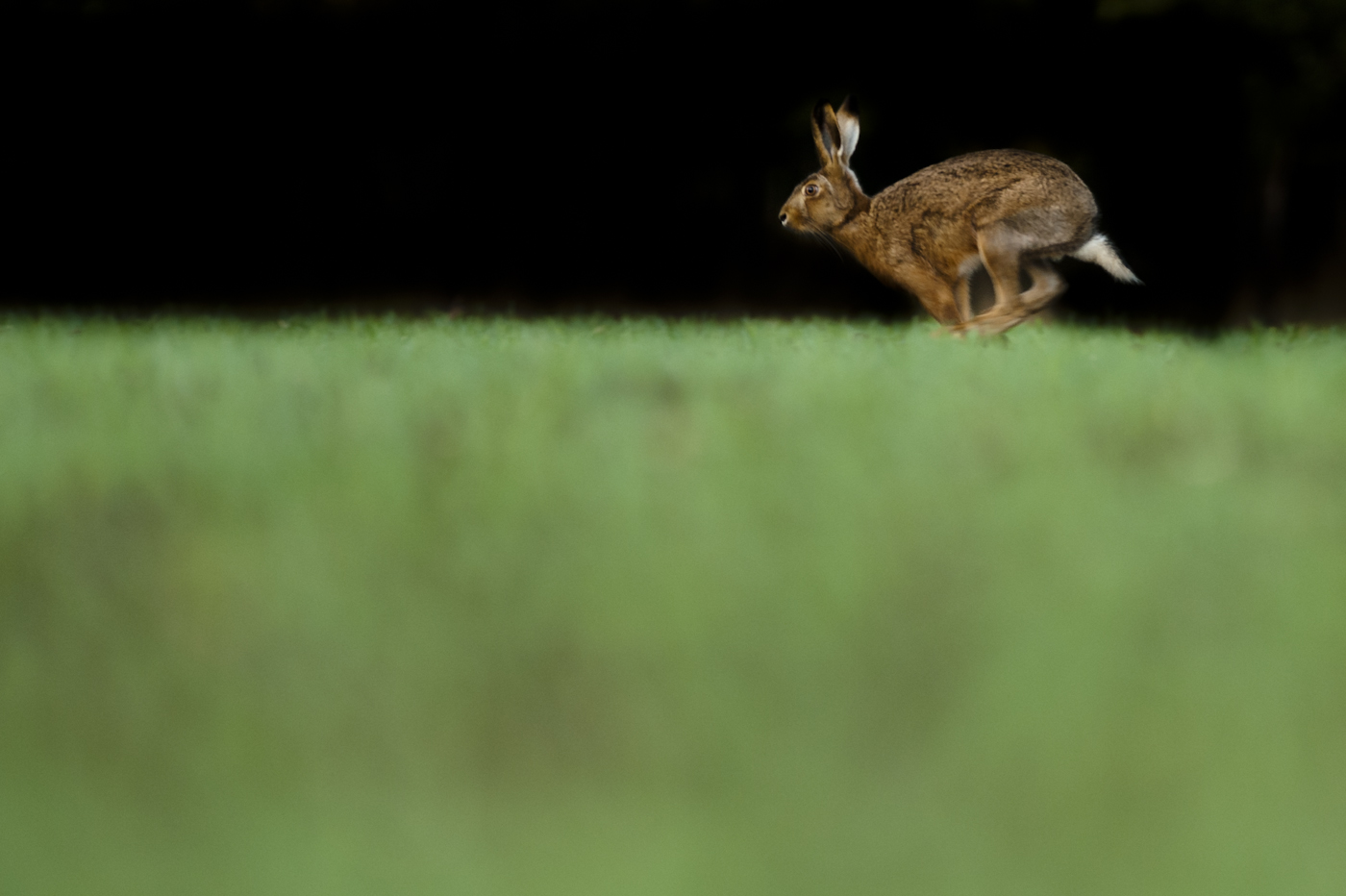 At 45mph panning can create some excellent images of Hares