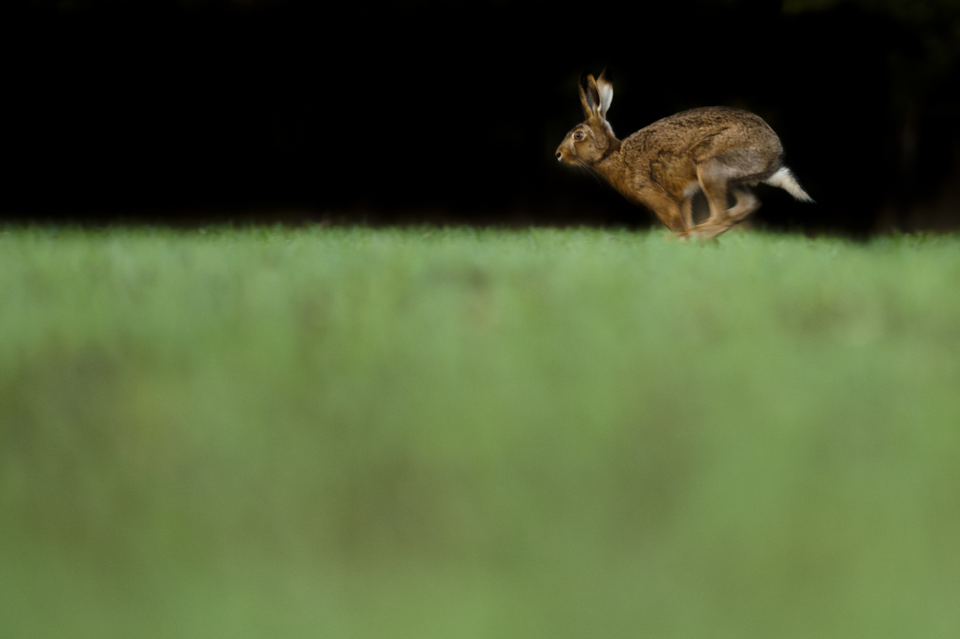 At 45mph panning can create some excellent images of Hares At 45mph panning can create some excellent images of Hares