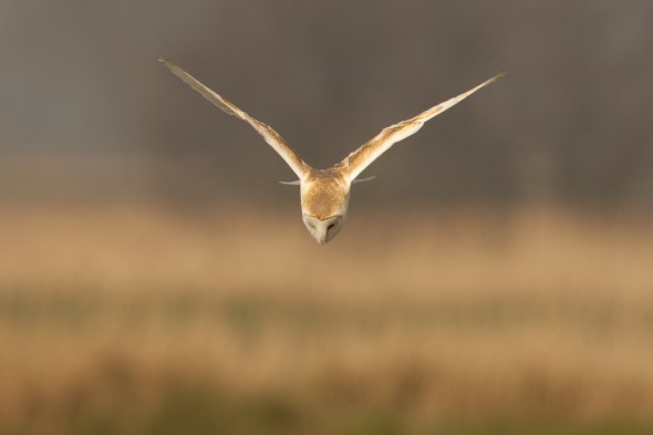 How to photograph barn owls