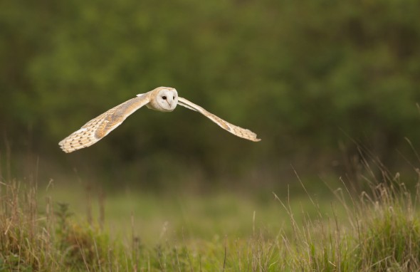 How to photograph barn owls