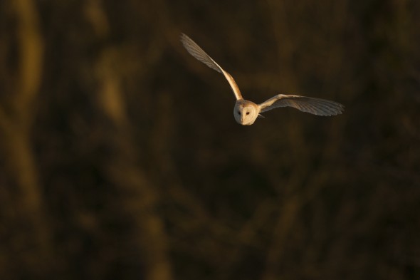 How to photograph barn owls