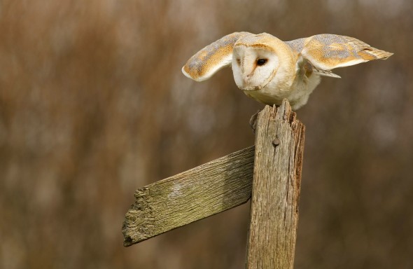 How to photograph barn owls