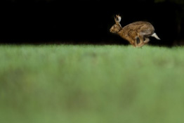 How to photograph brown hares