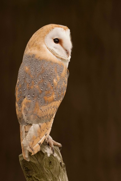 How to photograph barn owls