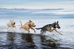 Professional pet photographer Paul Walker shows us eight ways to get great images of your pet