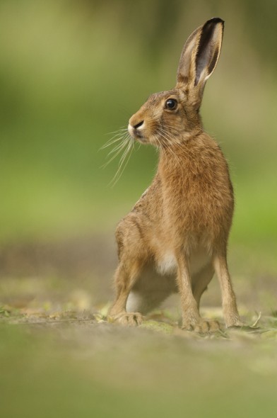 Sometimes it all comes together and you are treated to a magical moment with Hares, This one was happily sat in front of me for half and hour!