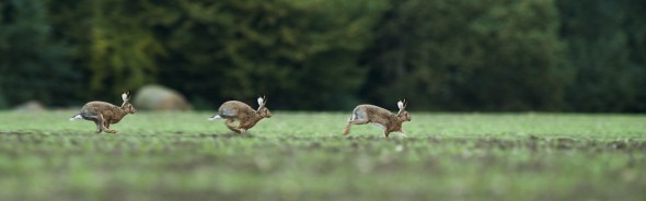 Using a tripod and having a static potion I wanted to create a sequence image of a hare running (this is three images stiched together) Using a tripod and having a static potion I wanted to create a sequence image of a hare running (this is three images stiched together)