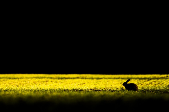 working with the light can produce some striking images, Silhouettes of Hares always seem to work well working with the light can produce some striking images, Silhouettes of Hares always seem to work well