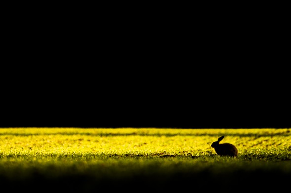 working with the light can produce some striking images, Silhouettes of Hares always seem to work well