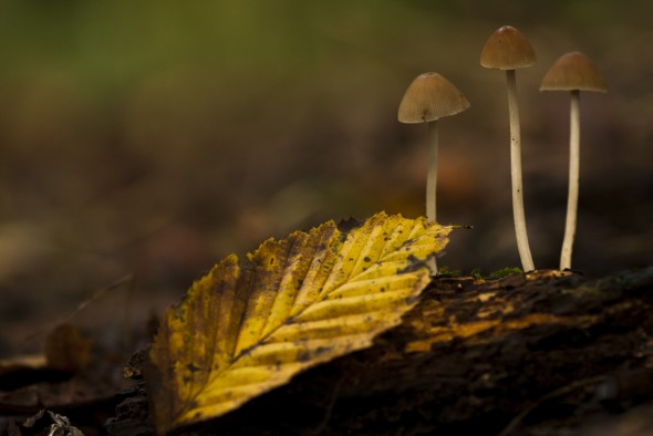 How to Photograph Fungi