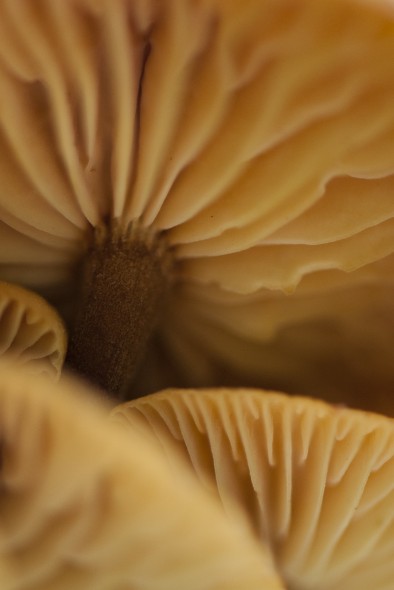 How to Photograph Fungi