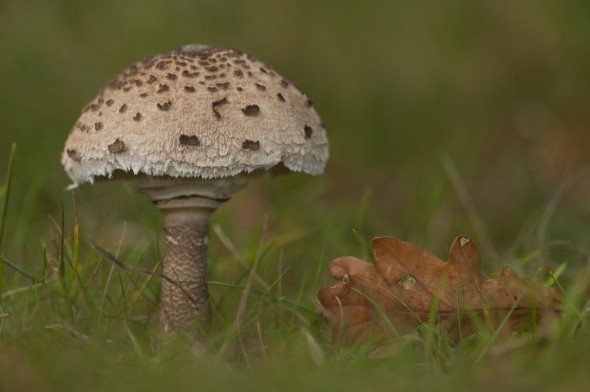 How to photograph fungi