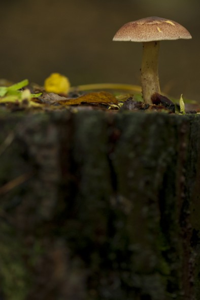 How to photograph fungi