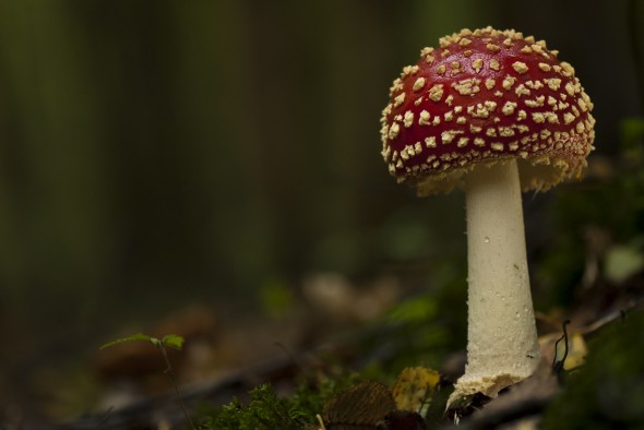 How to photograph fungi