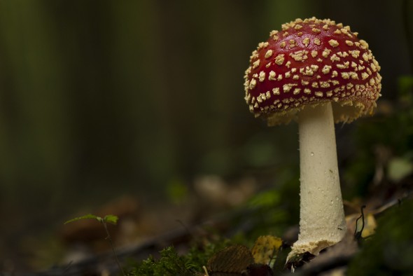 How to photograph fungi How to photograph fungi