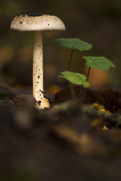 How to photograph fungi