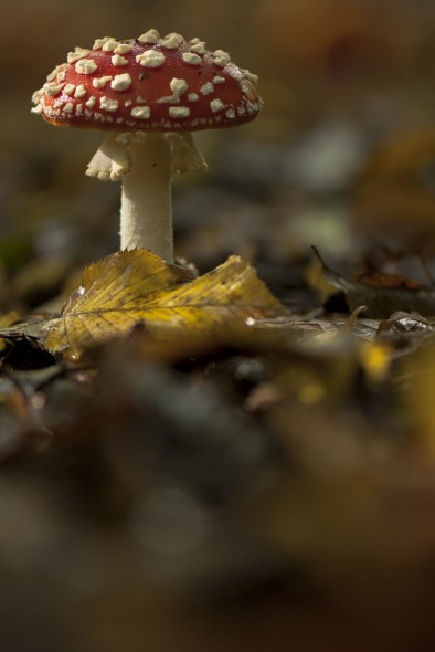 How to photograph fungi How to photograph fungi
