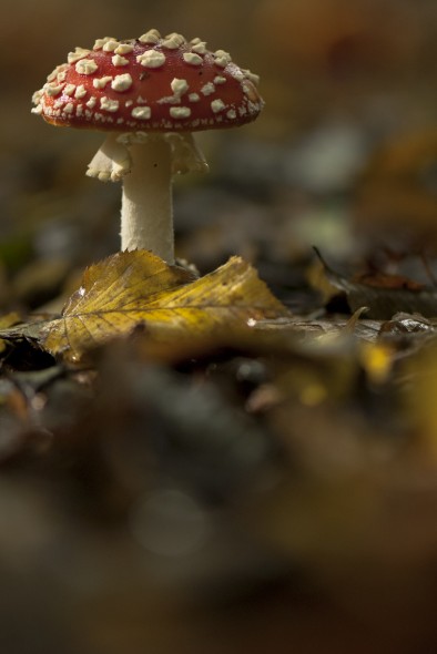 How to photograph fungi