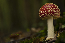 As autumn arrives, so too do a plethora of new photographic opportunities, inspiring Tom Mason to switch his focus from fauna to fungi. Here, he shares his tips.