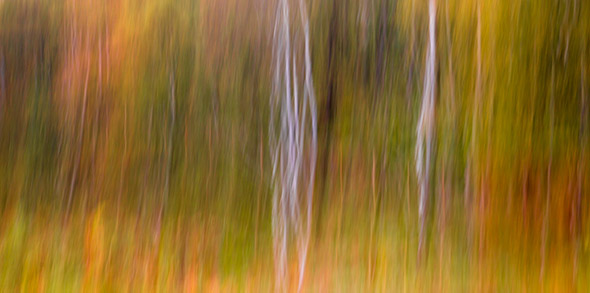 A Guide To Intentional Camera Movement Photography