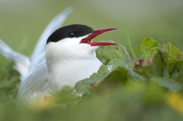 50 great wildlife photography tips