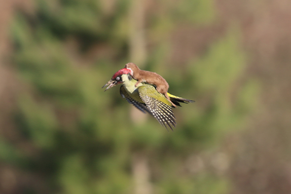 Martin Le-May - Green Woodpecker