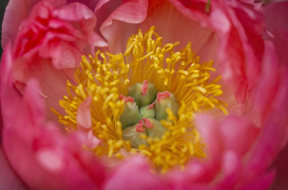 8 Tips For Photographing Flowers