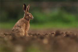 Life in the Wild Part 14: Photographing Brown Hares