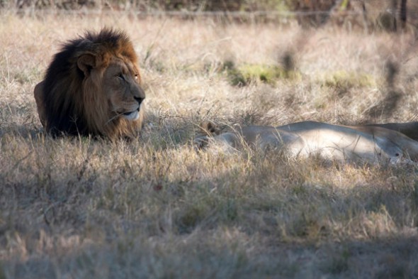 How to Photograph Animals in the Zoo