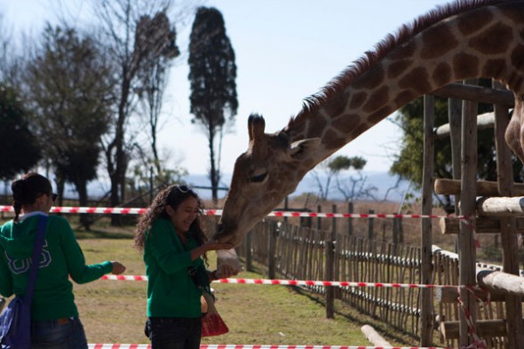 How to Photograph Animals in the Zoo