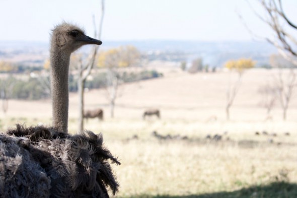 How to Photograph Animals in the Zoo