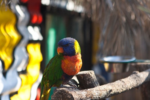 How to Photograph Animals in the Zoo