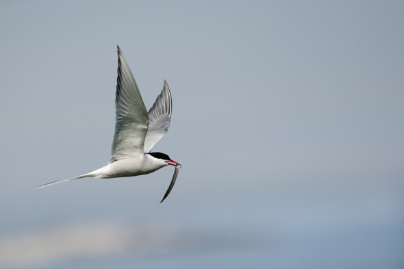 How to Photograph Seabirds