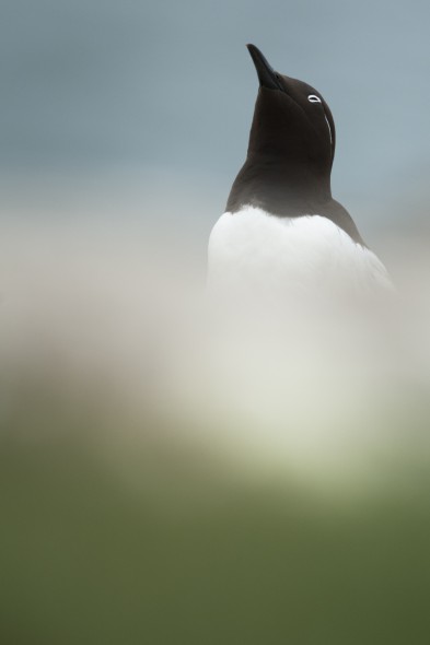 How to Photograph Seabirds