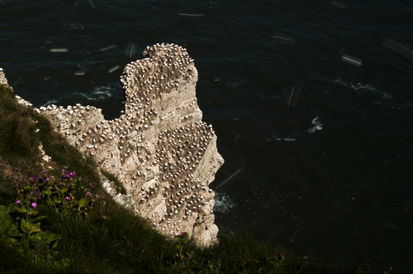 How to Photograph Seabirds