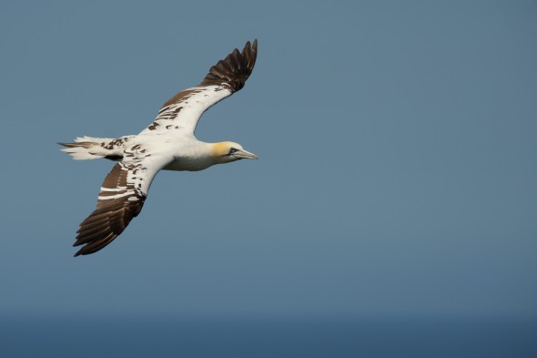 How to Photograph Seabirds