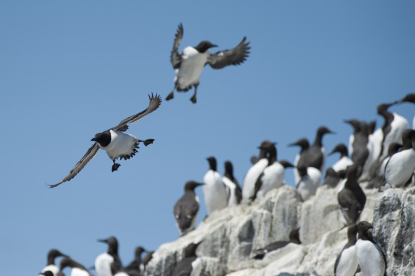 How to Photograph Seabirds