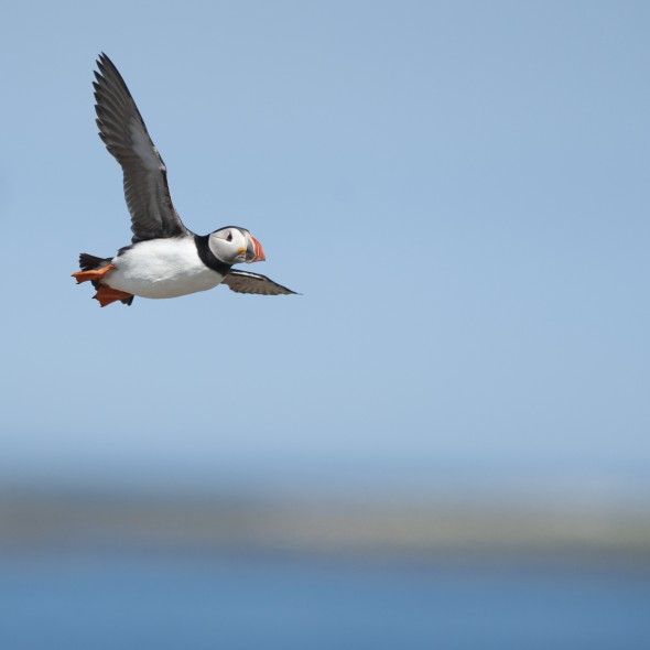 How to Photograph Seabirds