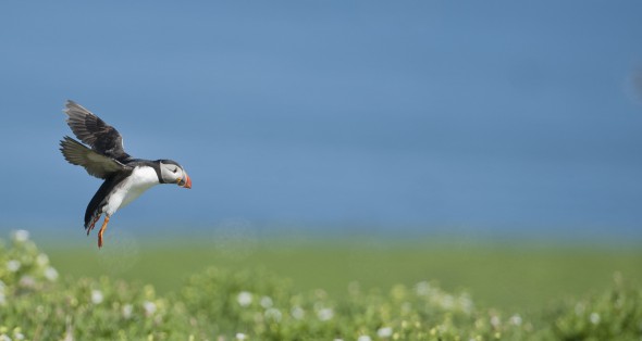 How to Photograph Seabirds