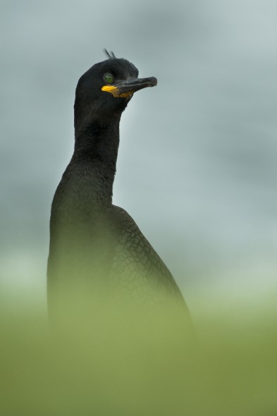 How to Photograph Seabirds