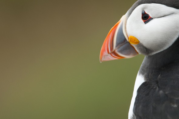 How to Photograph Seabirds