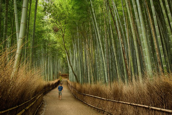 Chasing the Light in Japan
