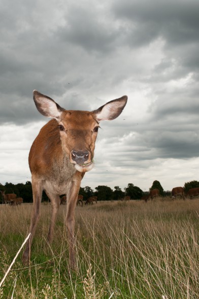 How to Use Flash for Wildlife Photography How to Use Flash for Wildlife Photography