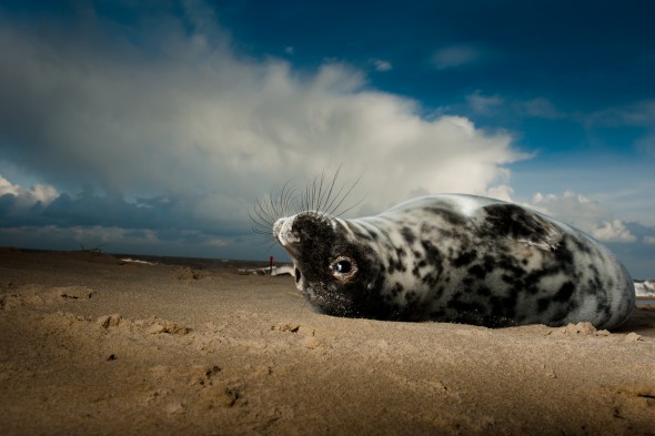 How to Use Flash for Wildlife Photography How to Use Flash for Wildlife Photography