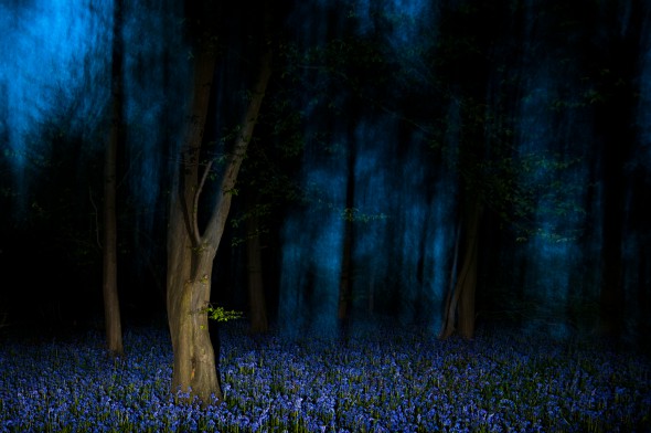 How to Use Flash for Wildlife Photography How to Use Flash for Wildlife Photography